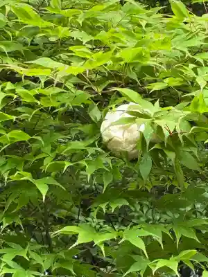 柳谷観音　楊谷寺(京都府)