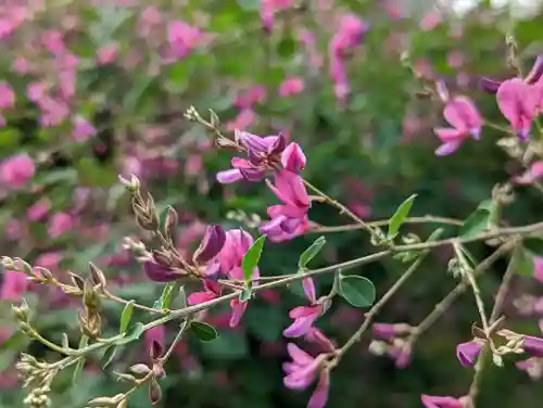 勝念寺（かましきさん）の自然