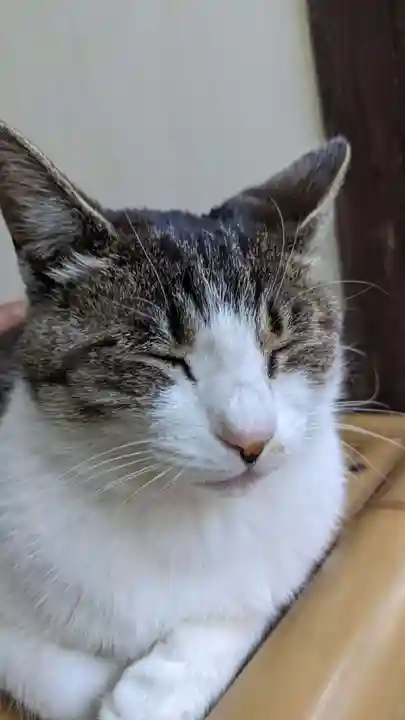 玉野御嶽神社の動物