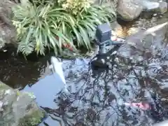 東光寺別院桜ヶ池不動院(東京都)