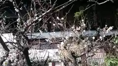 京都大神宮の自然