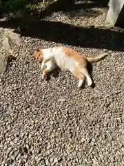 唐澤山神社の動物