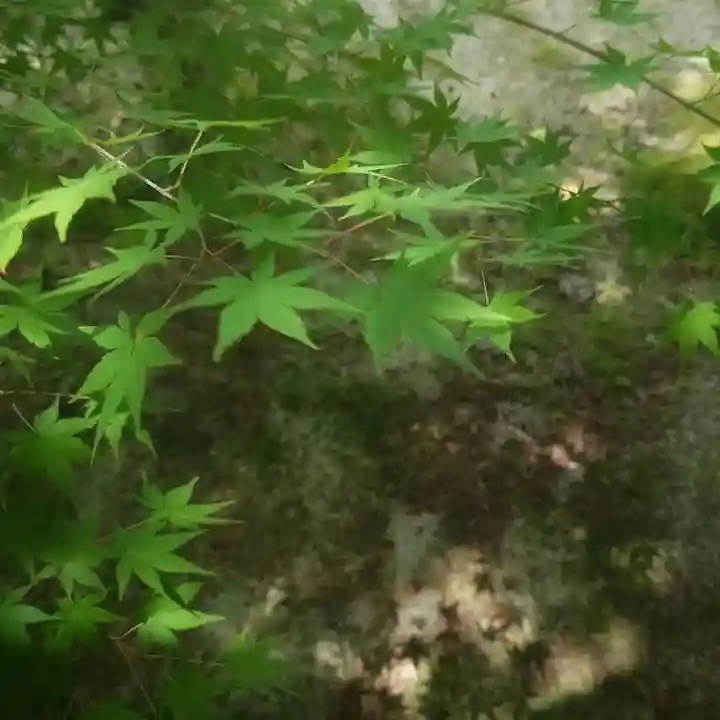 秋葉神社の自然