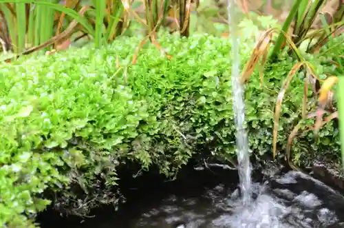祇王寺(京都府)