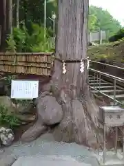 神場山神社の自然