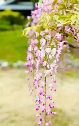 曼陀羅寺の自然