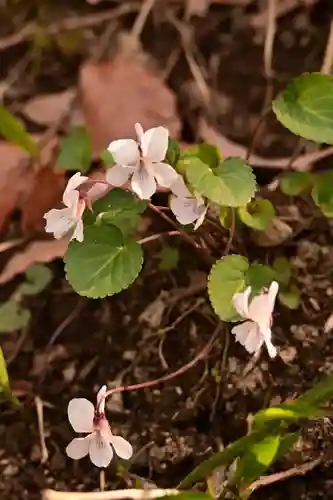 鎌大師堂(愛媛県)