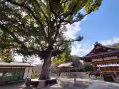 平野神社(京都府)