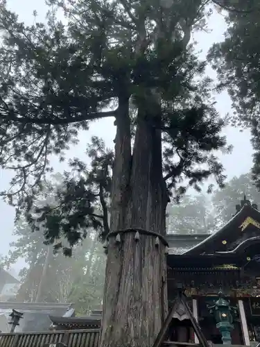 三峯神社(埼玉県)