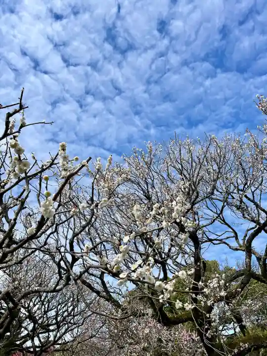 太宰府天満宮(福岡県)