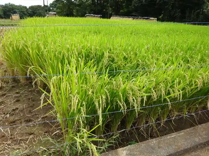 伊勢原 法泉寺の周辺