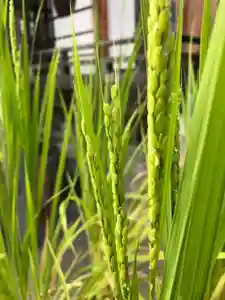 總社 和田八幡宮の自然(2022年08月16日(火) 12時21分07秒投稿)