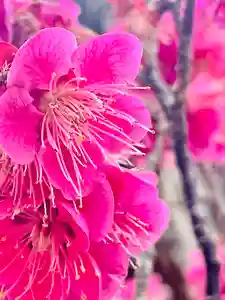 仙台八坂神社(宮城県)(2025年03月31日(月) 08時09分27秒投稿)