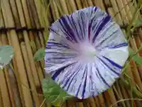 小野照崎神社の自然