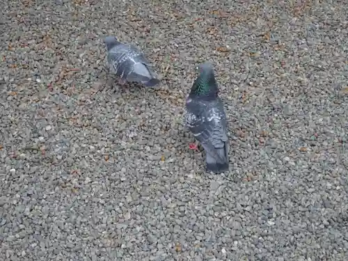 谷保天満宮の動物