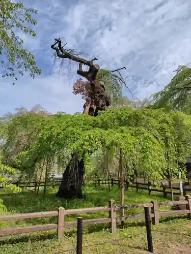 清雲寺(埼玉県)