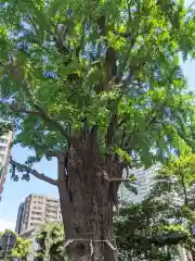 磐井神社の自然