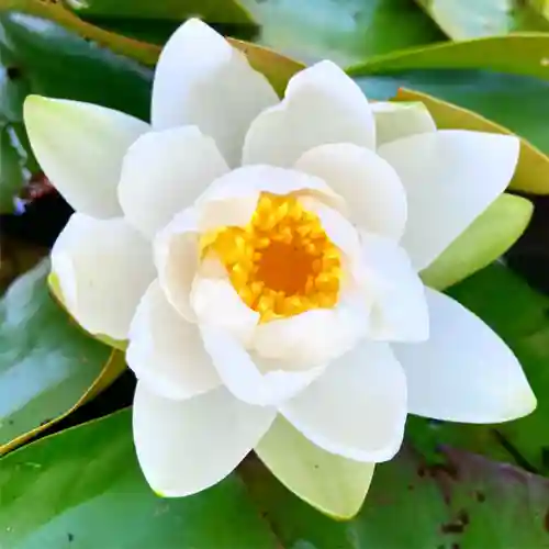 真言宗　善通寺派　薬王寺の自然