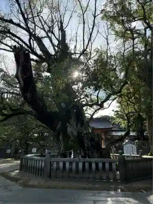 大山祇神社(愛媛県)