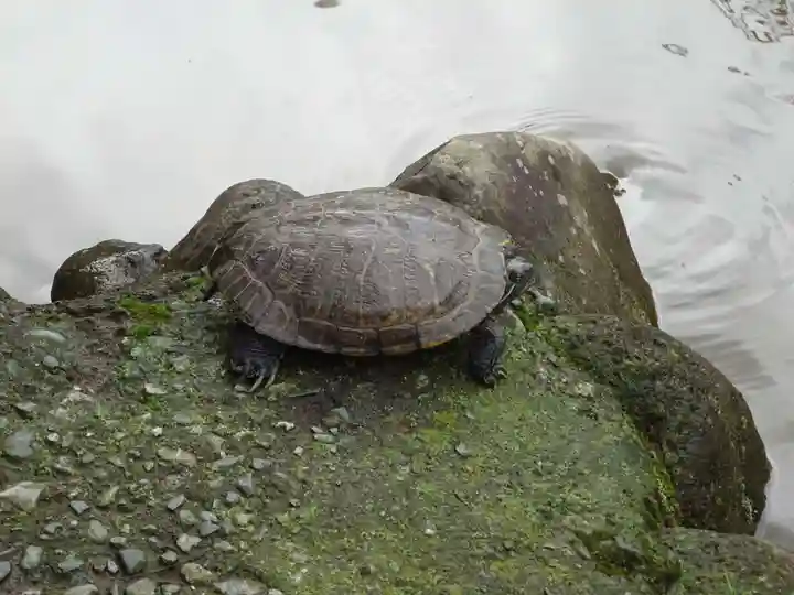 平塚八幡宮の動物