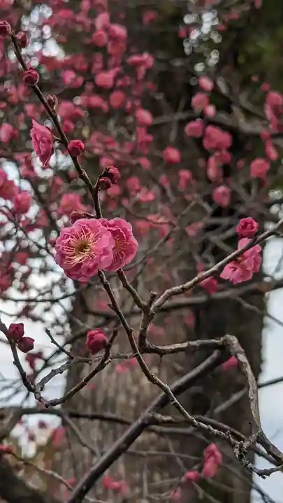 北野天満宮(京都府)