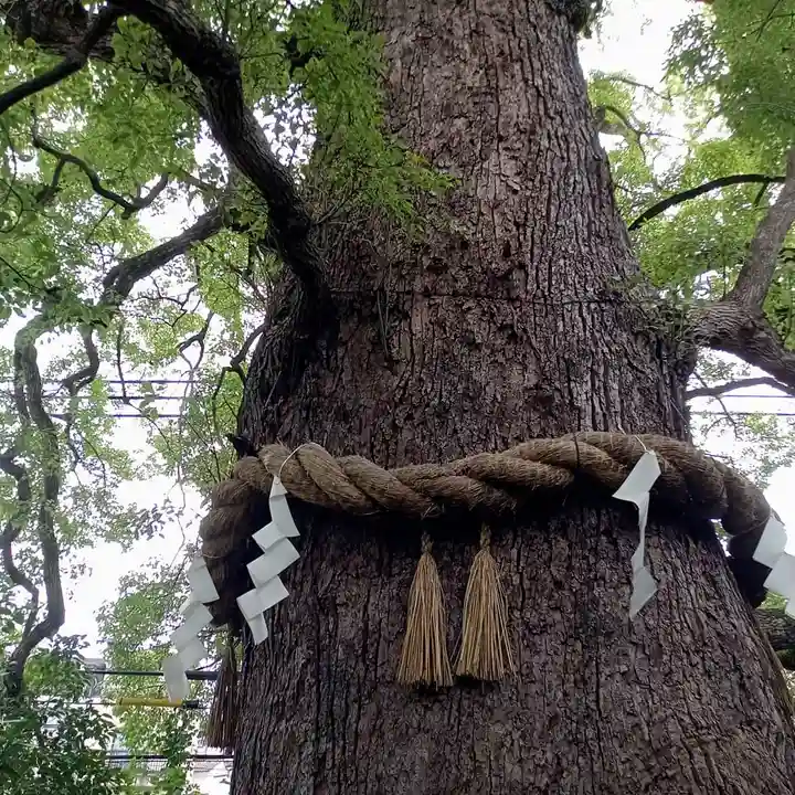 新熊野神社の自然