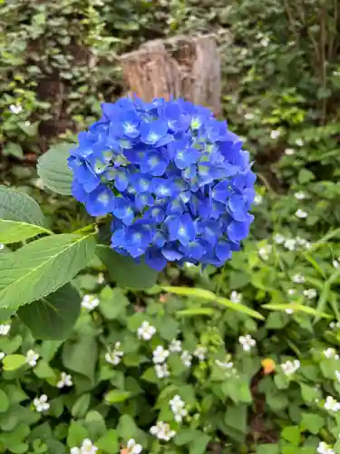 瀬田玉川神社の自然