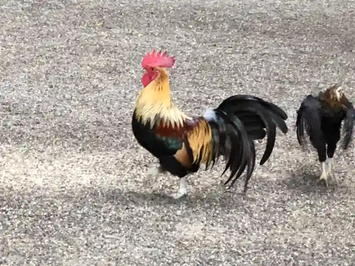 石上神宮の動物