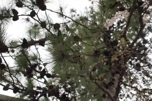 正ノ木稲荷 稲積神社の自然