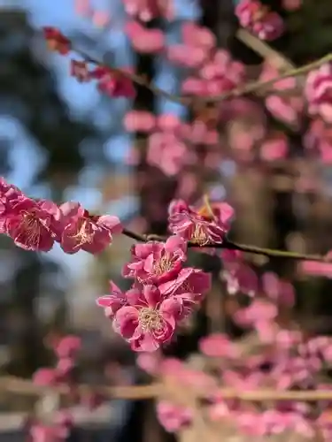 布多天神社(東京都)
