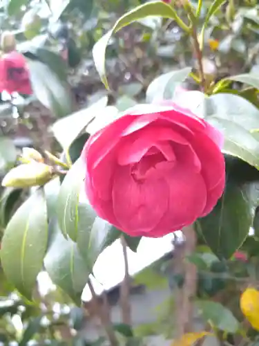 城山稲荷神社の自然