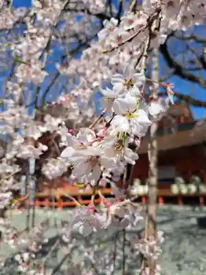 富士山本宮浅間大社(静岡県)