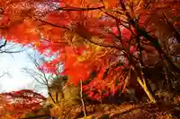 城山八幡神社の自然