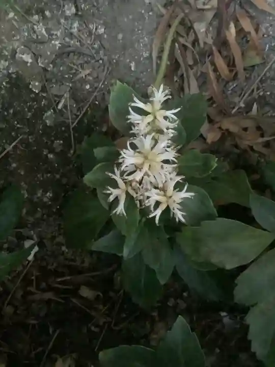 溝旗神社(肇國神社)の自然