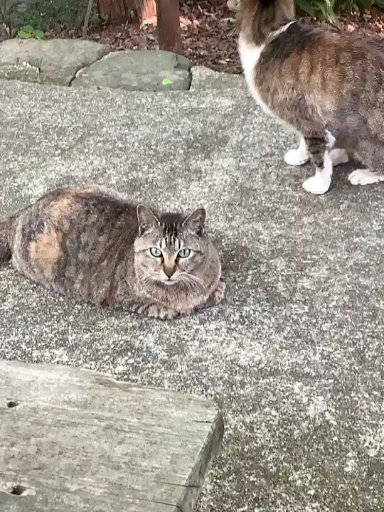 玉野御嶽神社の動物