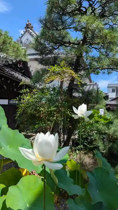 行願寺(革堂)(京都府)