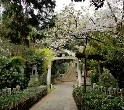 赤坂氷川神社の鳥居