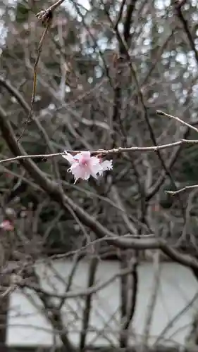 平野神社(京都府)