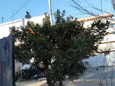 愛宕神社の自然