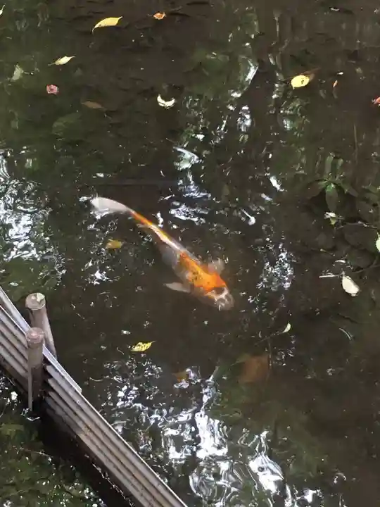 出雲大社相模分祠の動物