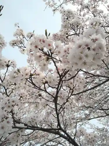 櫻木神社の自然