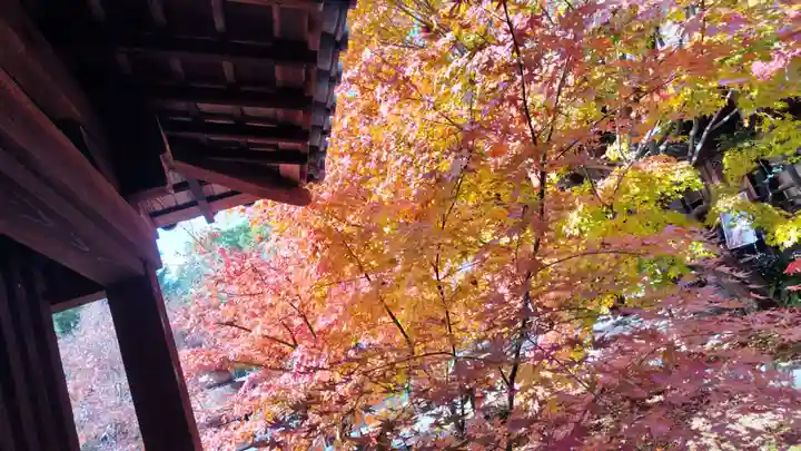 勝林寺(京都府)