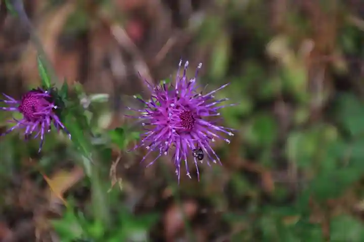 鹿島大神宮の自然