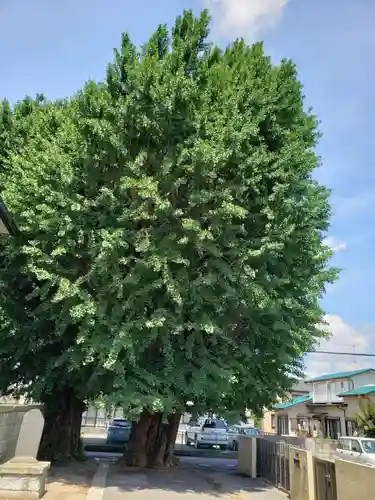 愛宕神社の庭園