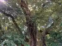 阿志都彌神社・行過天満宮の自然