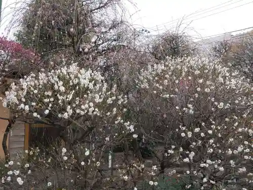 小村井 香取神社の自然