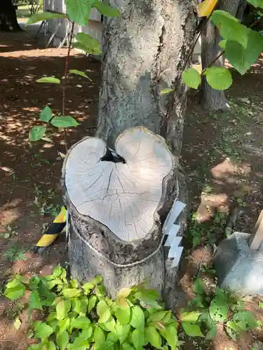 大谷地神社の自然