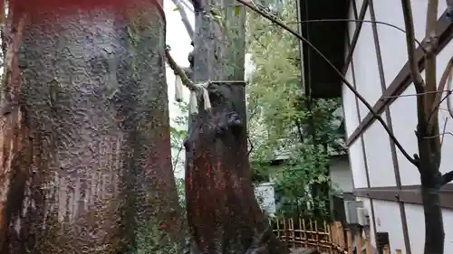 川越氷川神社の自然