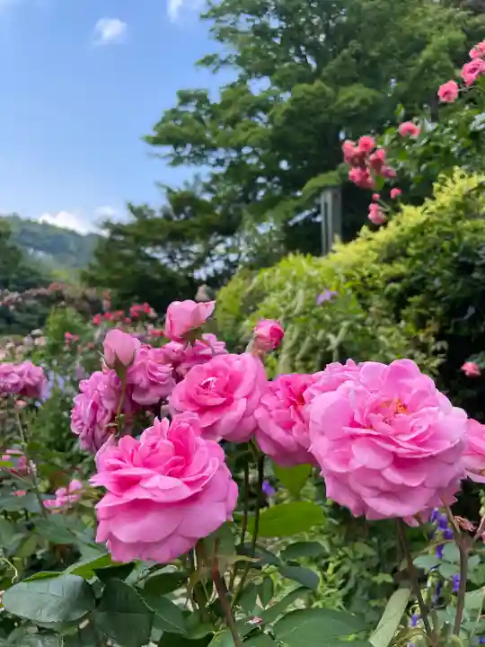 曽我浅間神社の自然