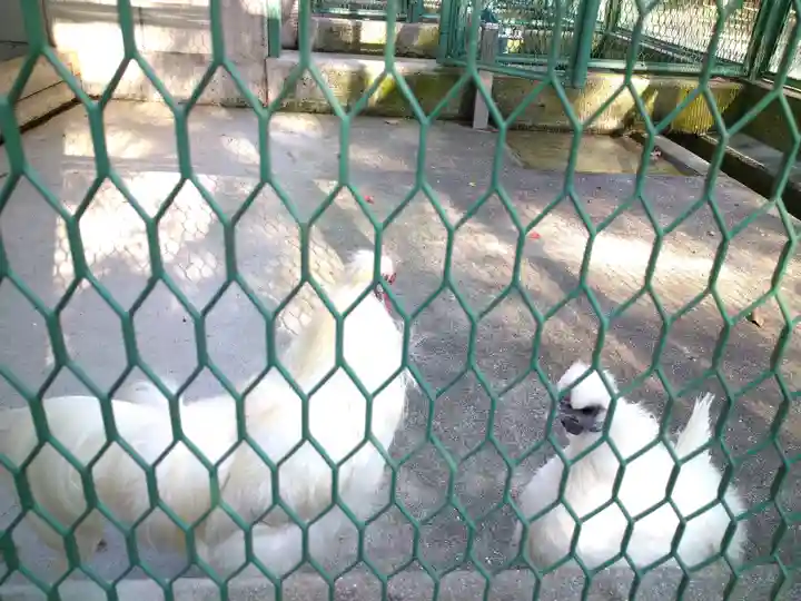 阿智神社の動物